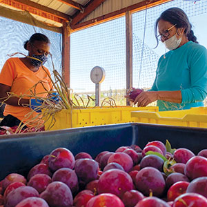 Two women wearing masks sort and pack produce at a farm stand, with a large bin of red plums in the foreground and a scale and yellow bins on the table.