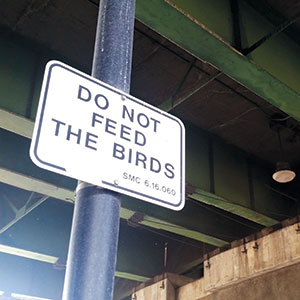 Silicon Alleys: Bird Thoughts