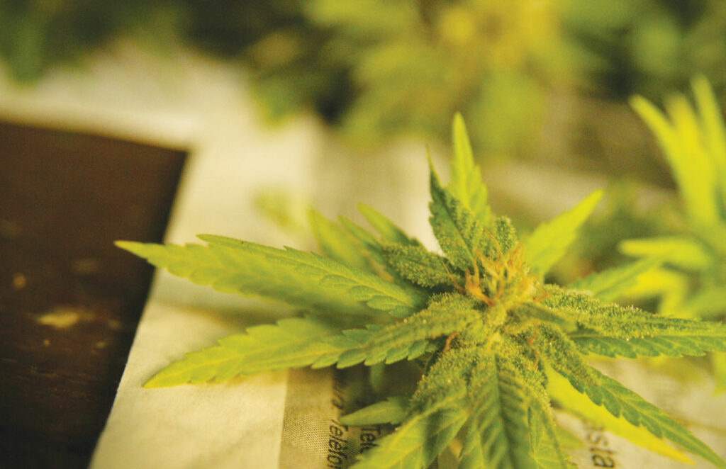 Pot Shots A Federal Loophole Has Made Some Cannabis Products More Available Metro Silicon