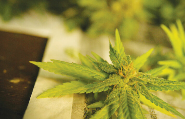 Pot Shots: A Federal Loophole Has Made Some Cannabis Products More Available