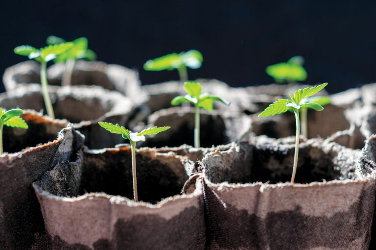 Pot Shots: Cannabis Shops Can Be Scarce, But Growing Weed Is Easier Than Ever