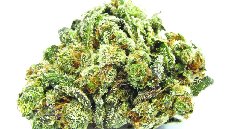 Pot Shots: Cannabis Legalization More Popular Than Ever Despite Roadblocks