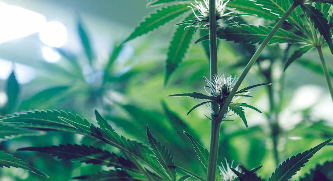 Close-up of cannabis plant leaves and stem, showing serrated edges and small white hairs, with a soft, blurred green background.