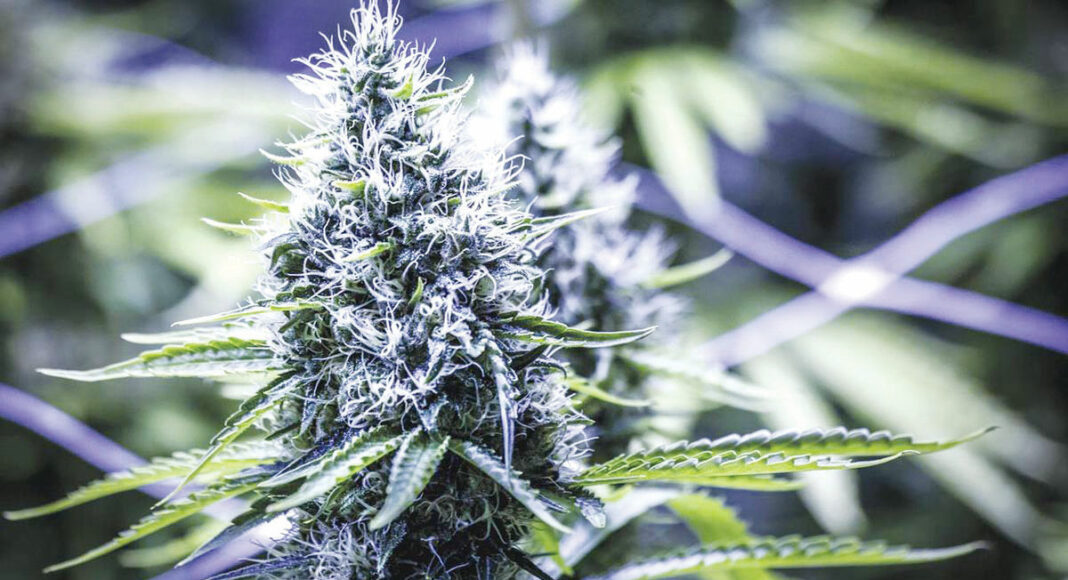 Close-up of a mature cannabis plant with dense, frosty buds and visible trichomes, surrounded by green leaves. The background is blurred, highlighting the main plant.