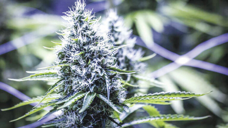 Pot Shots: Drug-Tests for Cannabis Use in the Workplace are Slowly Becoming a Thing of the Past