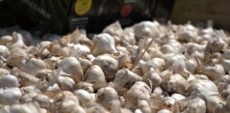 Gilroy Garlic Festival, garlic festival, festival shooting, Gilroy