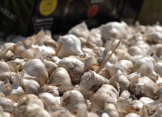 Gilroy Garlic Festival, garlic festival, festival shooting, Gilroy