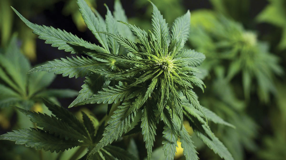 Pot Shots Will Cannabis Still Be Essential PostPandemic? Metro Silicon Valley Silicon