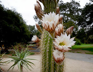 best of silicon valley 2021 beauty health wellness