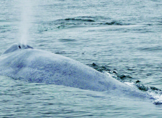 Blue Whale