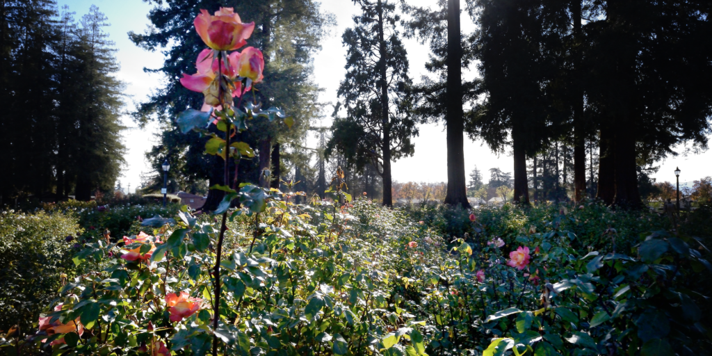 Municipal Rose Garden