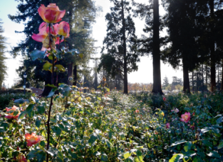 Municipal Rose Garden