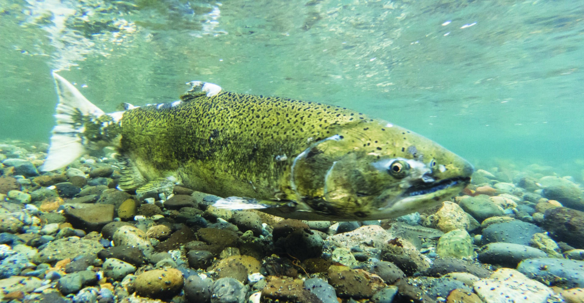 Declining Salmon Populations Put Fishing on Hold Metro Silicon Valley