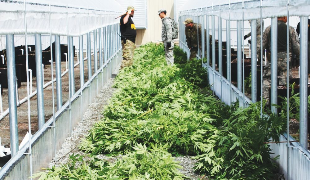 cannabis, weed, pot, marijuana