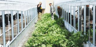 cannabis, weed, pot, marijuana