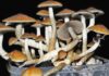 mushrooms, california, legalization, voting, hallucinogens,