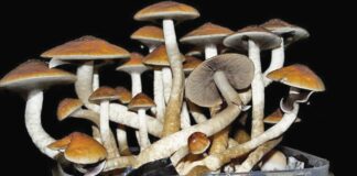 mushrooms, california, legalization, voting, hallucinogens,