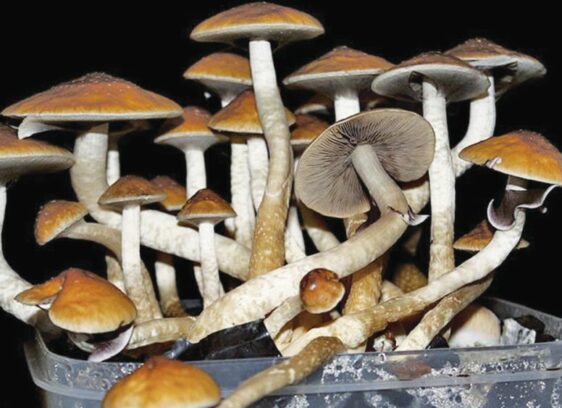 mushrooms, california, legalization, voting, hallucinogens,