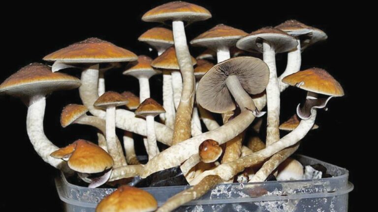 Make Room for Shrooms