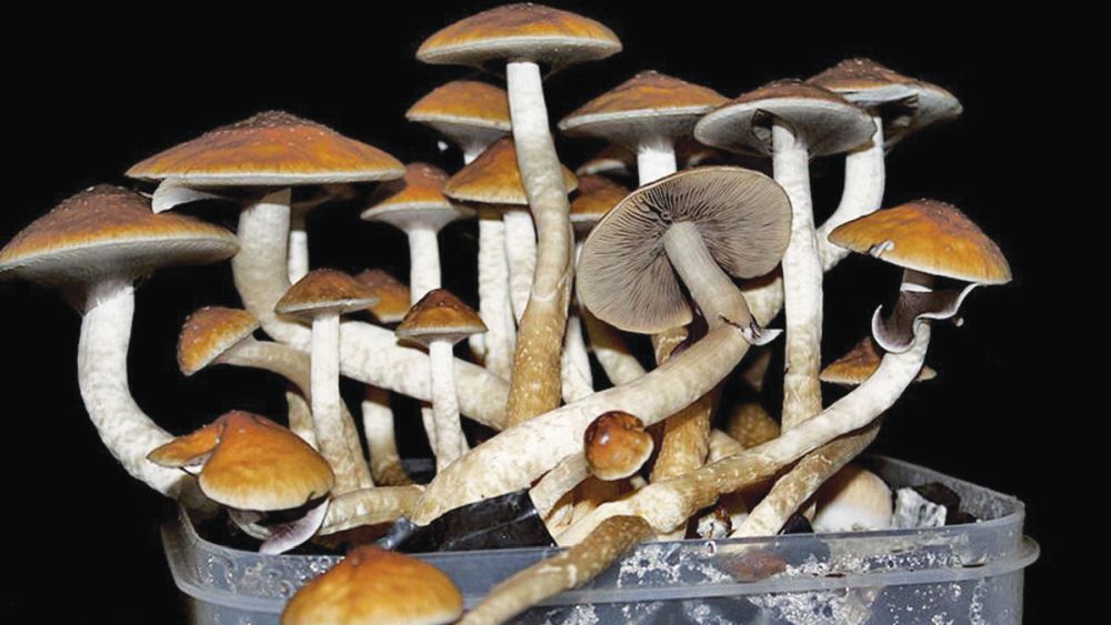 mushrooms, california, legalization, voting, hallucinogens,