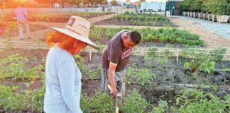 Google, tree farm, trees, community garden, Gilroy, Santa Clara