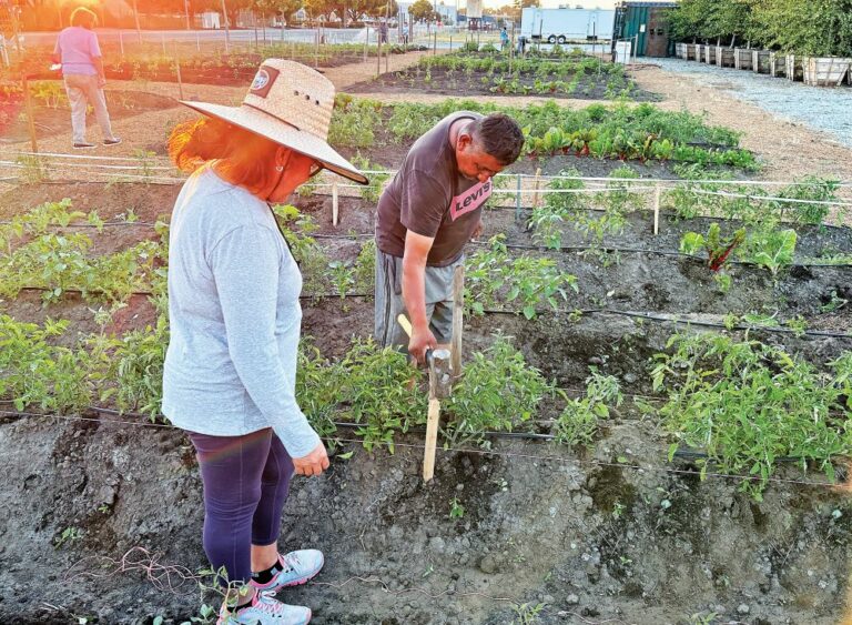 Google’s Gilroy tree farm preps for initial public offering