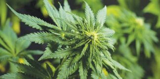 cannabis, Air Supply, Redwood City, San Jose, Silicon Valley