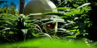 edibles, cannabis, candy, CBD, Halloween