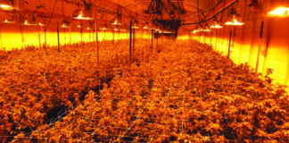 Cannabis Enforcement, Gavin Newsom, Cannabis Enforcement Task Force, chronic