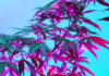 Marijuana plant shot with specialty lighting to make leaves red against a bright blue background