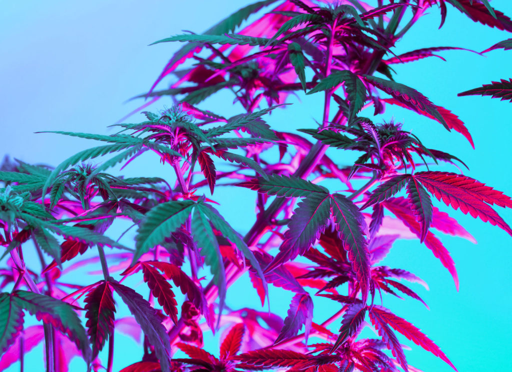 Marijuana plant shot with specialty lighting to make leaves red against a bright blue background
