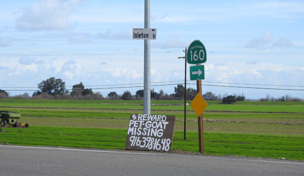 Sign on rural highway about a missing goat