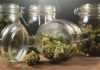 Glass jars on a table, one on its side with marijuana buds spilling out