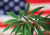 Cannabis plant in front of blurry American flag