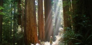 Giants Rising in Mountain View