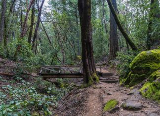 Forest trail