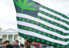 American flag modified with green marijuana leaves