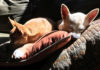 Two dogs sleeping in the sun