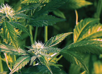 closeup of cannabis buds and leaves