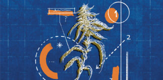 Illustration of cannabis on a blueprint background