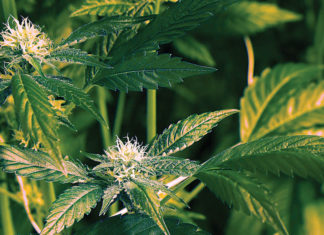 Buds on a cannabis plant