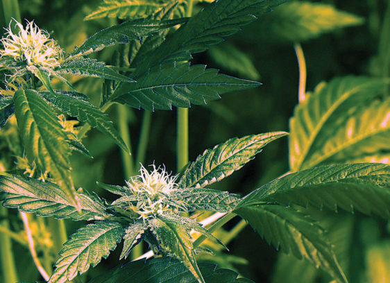 Buds on a cannabis plant