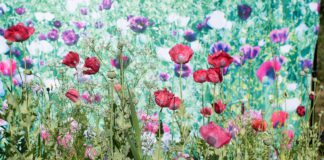 The Imaginative Landscape in San Jose