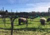 Sheep grazing in a vineyard