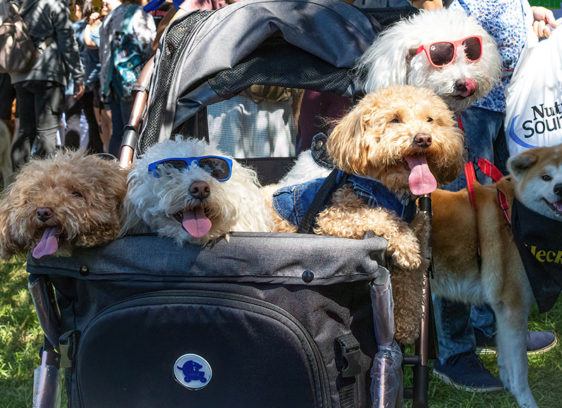 Four dogs relaxing in a big stroller