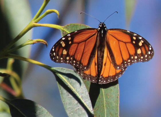 Monarch butterfly on a eucalyptus tree
