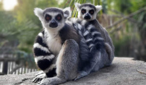 Two ring-tailed lemurs sitting on a rock