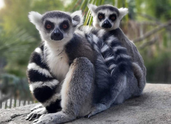 Two ring-tailed lemurs sitting on a rock
