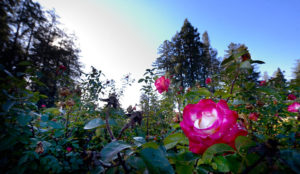 Rose bushes in front of trees, with pink roses in foreground