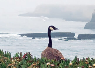 summer gloom, goose